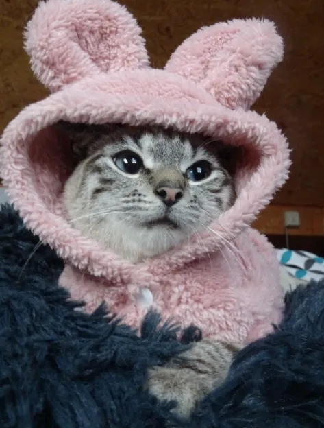 Super Soft Fuzzy Bunny Hoodie